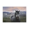 91638-391.jpg Gray Horse Standard Canvas