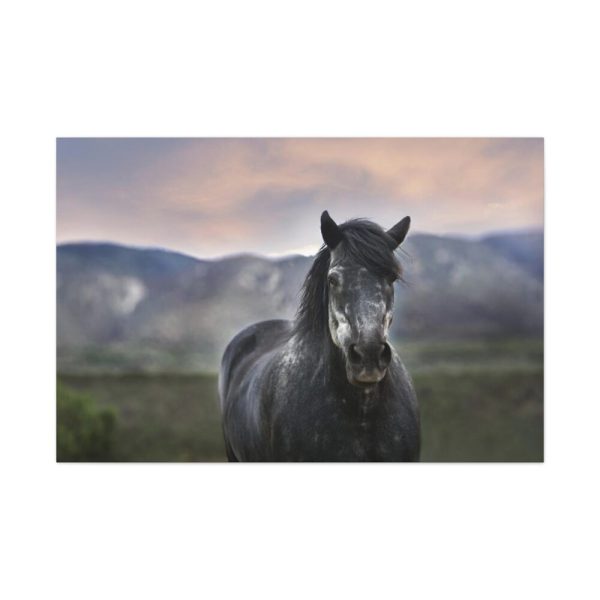 91638-391.jpg Gray Horse Standard Canvas