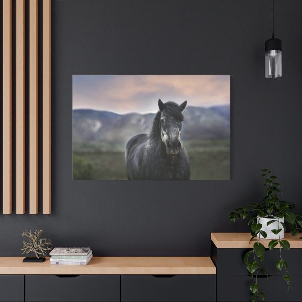 91638-393.jpg Gray Horse Standard Canvas