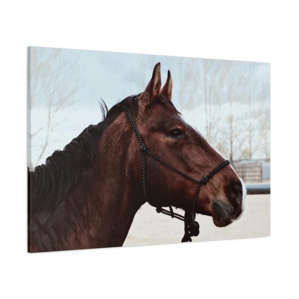 The Side of the Head of a Brown Horse Standard Canvas