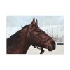 The Side of the Head of a Brown Horse Standard Canvas