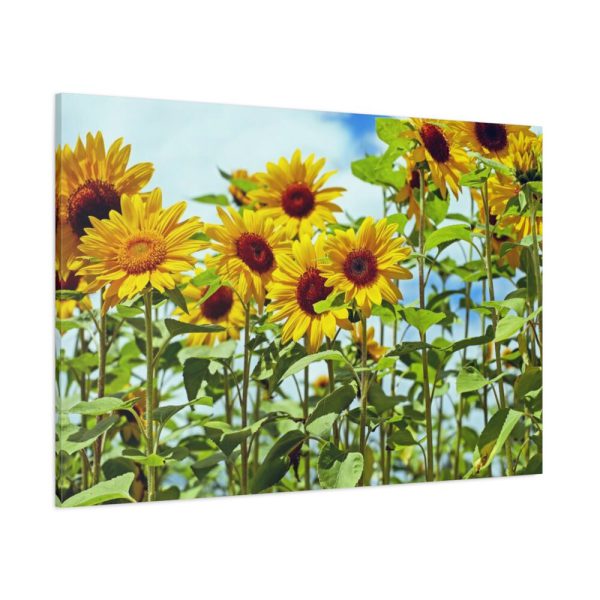 Bloom Sunflower Standard Canvas