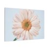 Closeup Daisy Standard Canvas