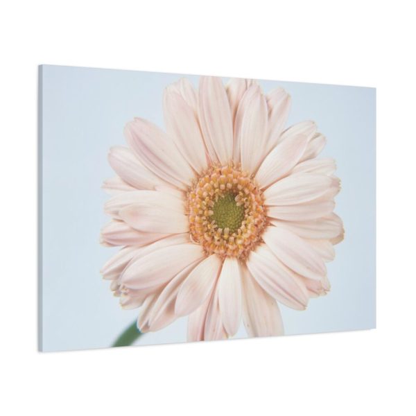 Closeup Daisy Standard Canvas