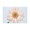 Closeup Daisy Standard Canvas