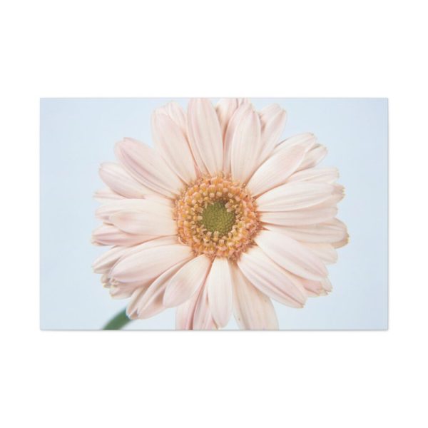 Closeup Daisy Standard Canvas