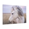 91638-405.jpg A Close-up of a Gray Horse Standard Canvas
