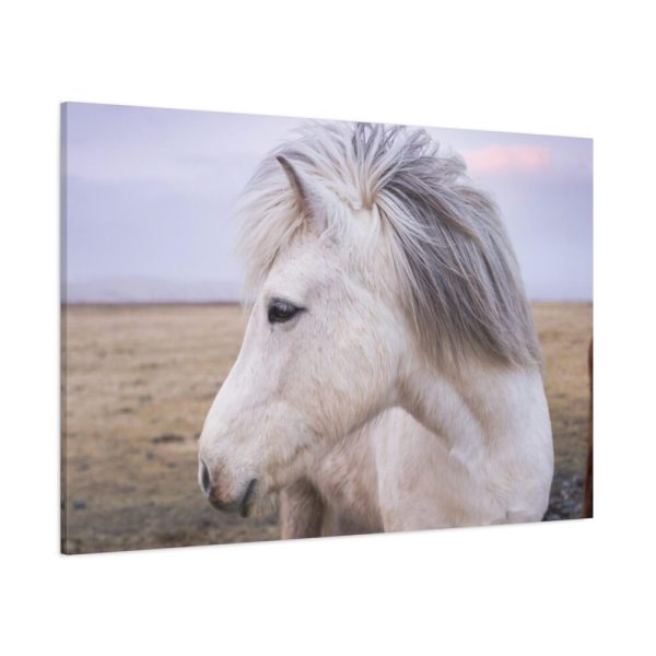 91638-405.jpg A Close-up of a Gray Horse Standard Canvas