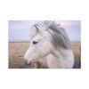 91638-406.jpg A Close-up of a Gray Horse Standard Canvas