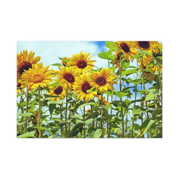 Bloom Sunflower Standard Canvas