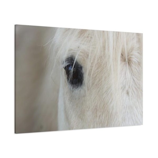 Half of a White Horse Face Standard Canvas