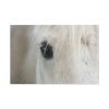 Half of a White Horse Face Standard Canvas