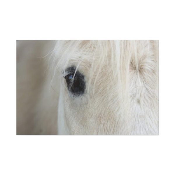 Half of a White Horse Face Standard Canvas