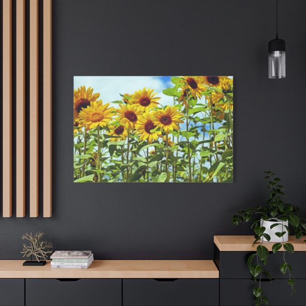 Bloom Sunflower Standard Canvas