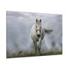 91638-430.jpg White Horse Galloping Standard Canvas