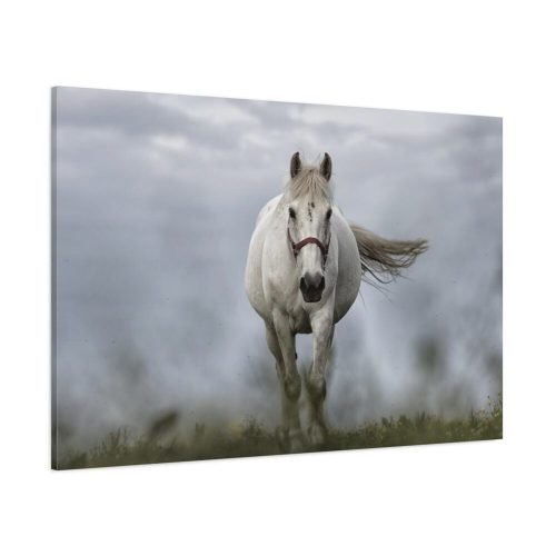 White Horse Galloping Standard Canvas