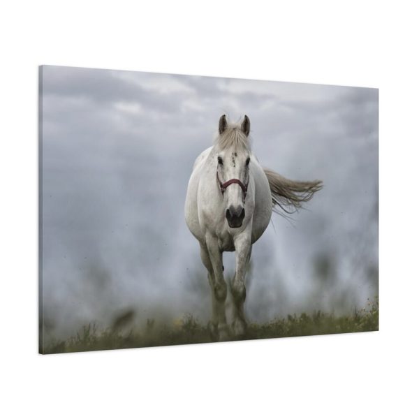 91638-430.jpg White Horse Galloping Standard Canvas