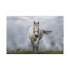 91638-431.jpg White Horse Galloping Standard Canvas
