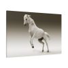 91638-435.jpg White Horse Standard Canvas