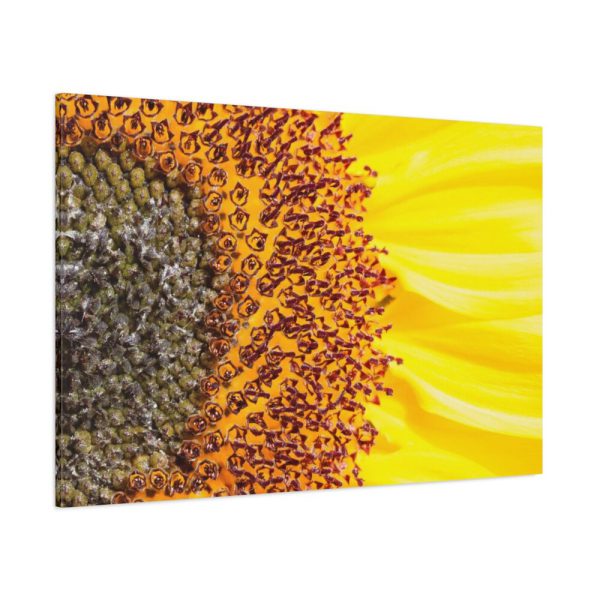 91638-44.jpg Closeup Sunflower Standard Canvas