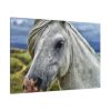91638-440.jpg Closeup Shot of a White Horse Standard Canvas