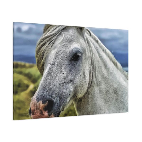 91638-440.jpg Closeup Shot of a White Horse Standard Canvas