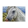 91638-441.jpg Closeup Shot of a White Horse Standard Canvas