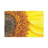 91638-45.jpg Closeup Sunflower Standard Canvas