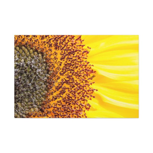 91638-45.jpg Closeup Sunflower Standard Canvas