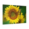 91638-48.jpg Butterfly on Sunflower Standard Canvas