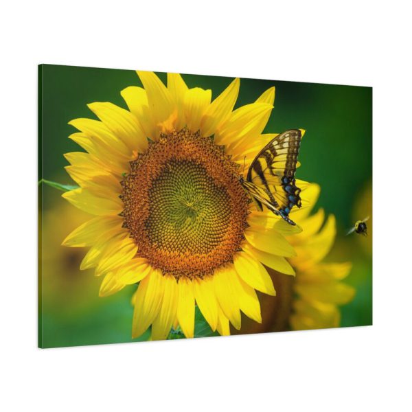 91638-48.jpg Butterfly on Sunflower Standard Canvas