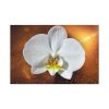 Blossom Orchid Flower Standard Canvas