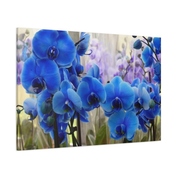 Blue Orchids Standard Canvas
