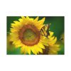 91638-49.jpg Butterfly on Sunflower Standard Canvas