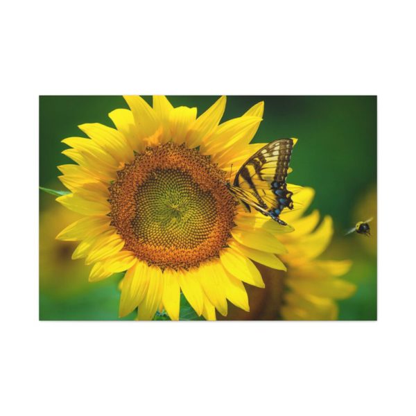 91638-49.jpg Butterfly on Sunflower Standard Canvas