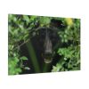 91638-490.jpg Black Bear in the Bush Standard Canvas