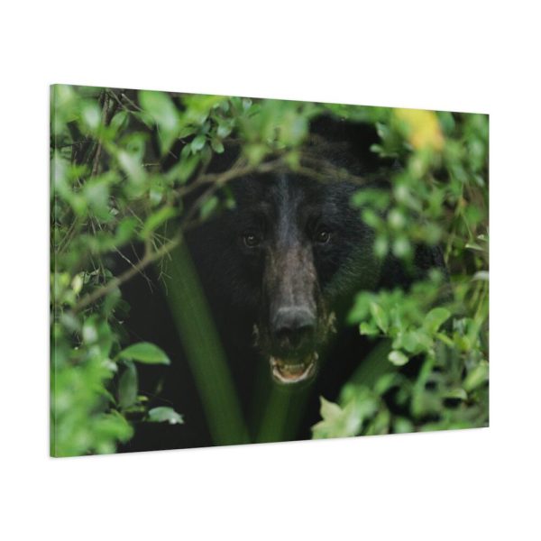 91638-490.jpg Black Bear in the Bush Standard Canvas