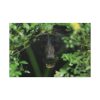 91638-491.jpg Black Bear in the Bush Standard Canvas
