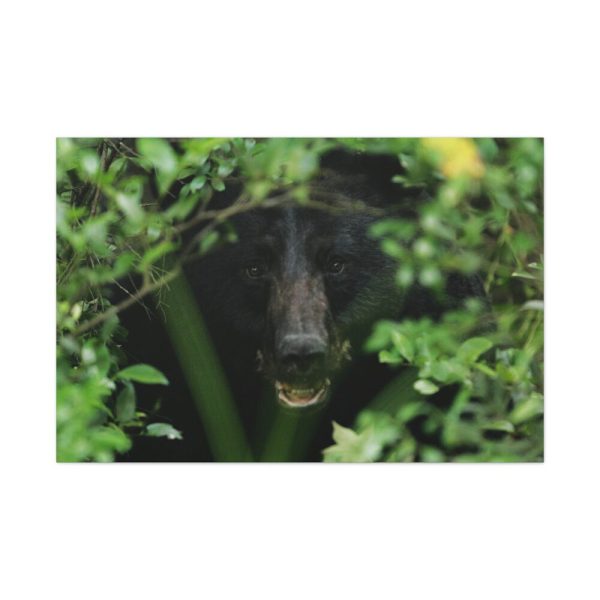 91638-491.jpg Black Bear in the Bush Standard Canvas