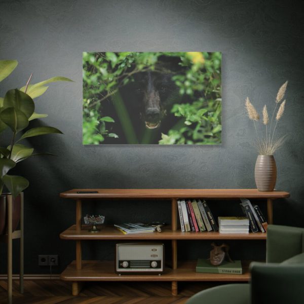 91638-494.jpg Black Bear in the Bush Standard Canvas