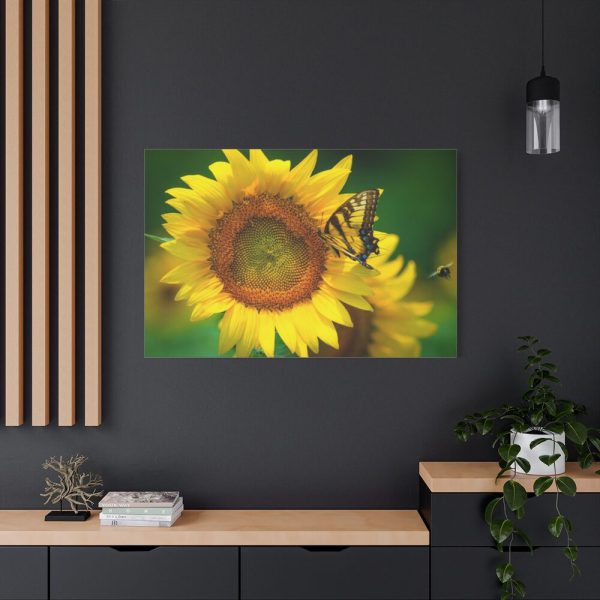 91638-51.jpg Butterfly on Sunflower Standard Canvas