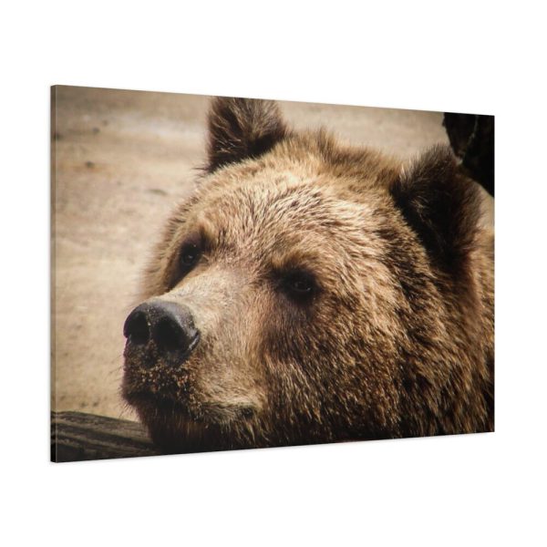 91638-520.jpg Brown Bear Snout Standard Canvas