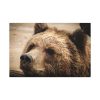 91638-521.jpg Brown Bear Snout Standard Canvas