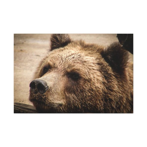 91638-521.jpg Brown Bear Snout Standard Canvas