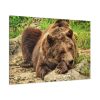 91638-525.jpg Brown Bear Wild Standard Canvas