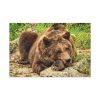 91638-526.jpg Brown Bear Wild Standard Canvas
