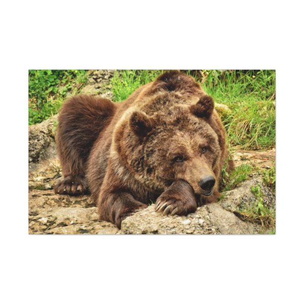91638-526.jpg Brown Bear Wild Standard Canvas