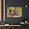 91638-528.jpg Brown Bear Wild Standard Canvas