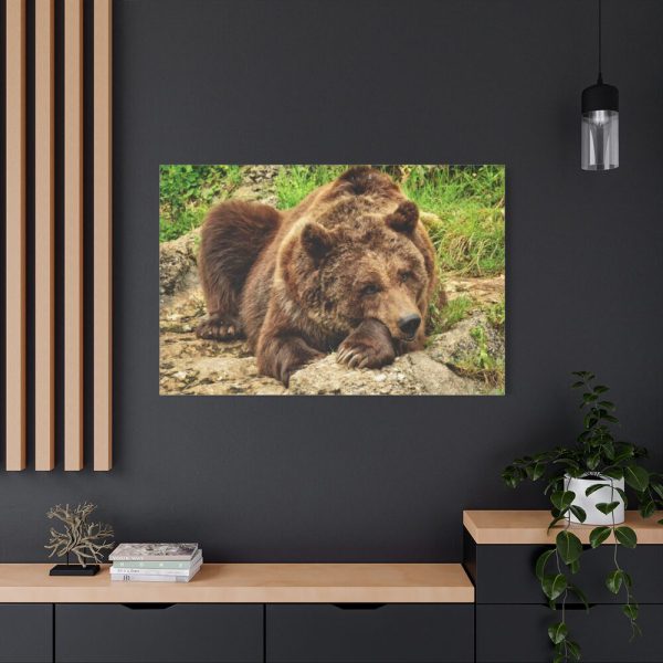 91638-528.jpg Brown Bear Wild Standard Canvas
