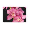 91638-531.jpg Cymbidium Hybrid Orchid Standard Canvas